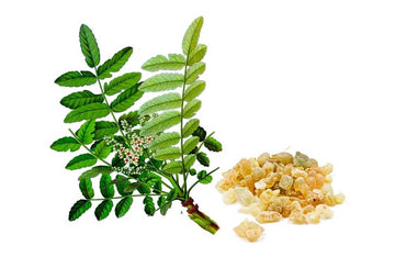 Boswellia Serrata for Rheumatoid Arthritis